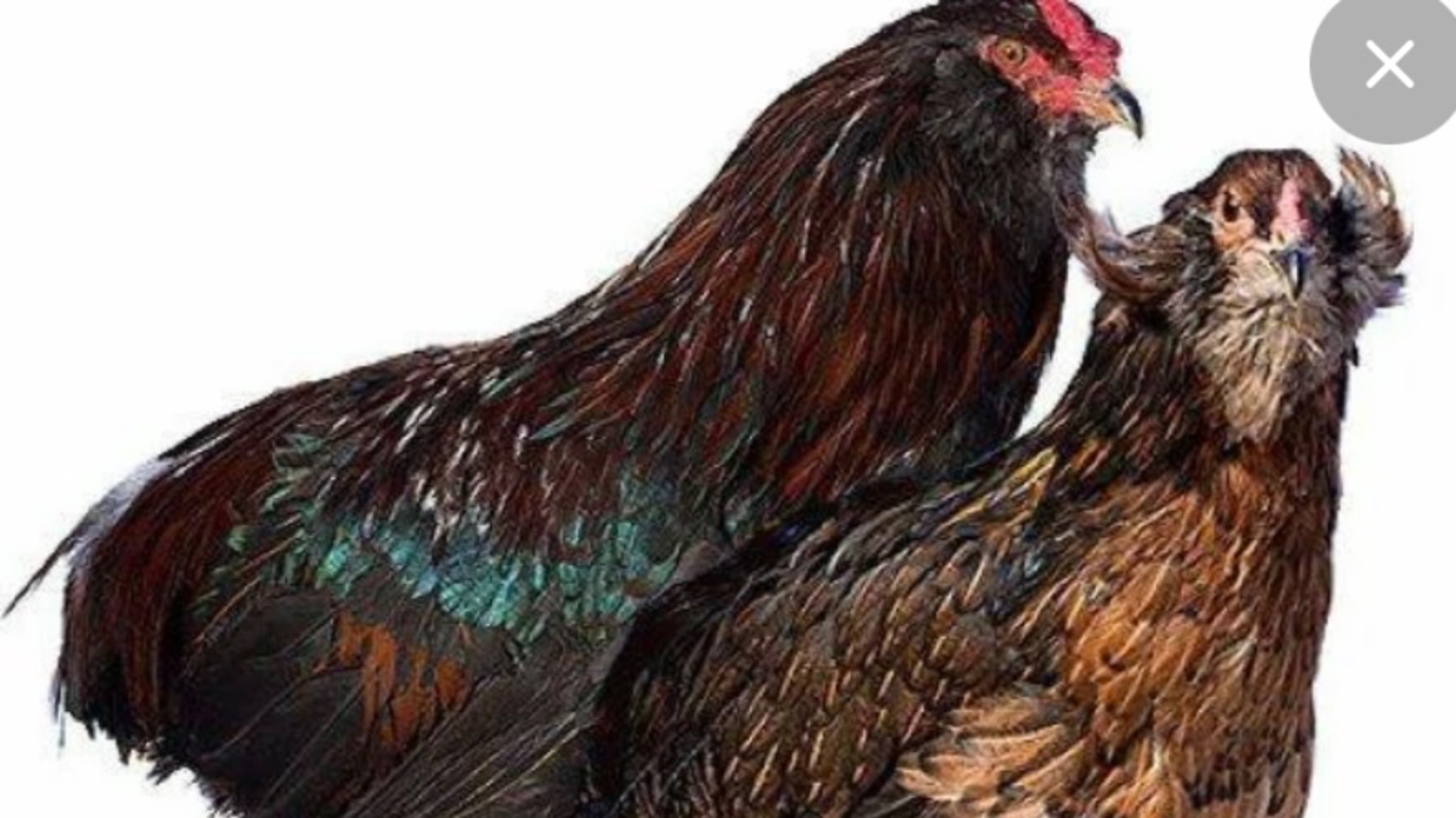 Курица араукан решила стать мамочкой. Сделали клетки для цыплят.