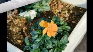 Цветы в саду