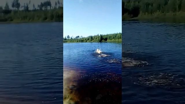 Пустили блинчик. смотреть онлайн