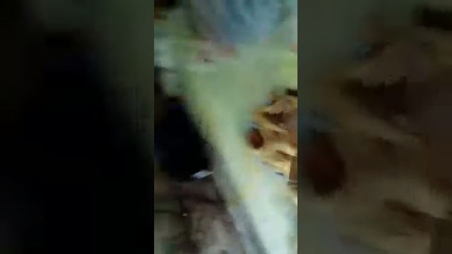 оладьи с начинкой смотреть онлайн