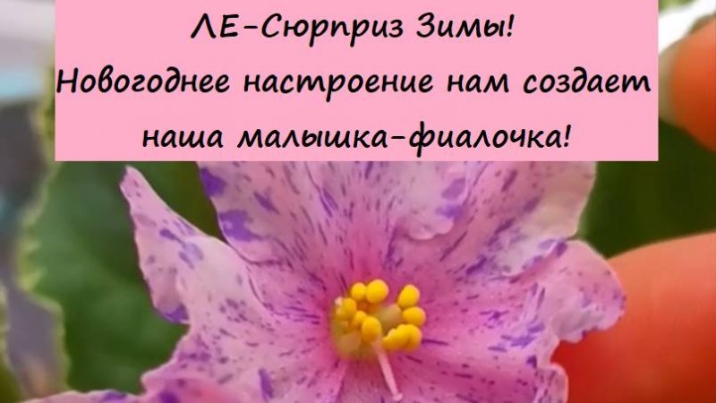 ЛЕ-Сюрприз Зимы! Новогоднее настроение нам создает наша малышка-фиалочка!