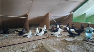 9.01.2025г Персы  ч. 2