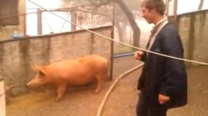 Pig riding in old Texas / Настоящие техасские ковбои ездят только на свиньях!