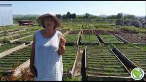 Солянка холмовая.В.Н. Буркова