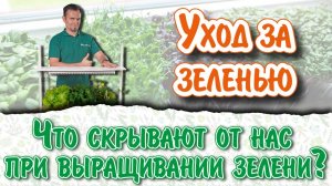 4 правила как вырастить салат, шпинат, петрушку… зимой, и как получить Еду800%+. Башинком