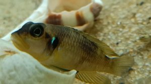 Лампрологус оцеллатус голд