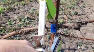 219. Когда открывать виноград. Я открыл.