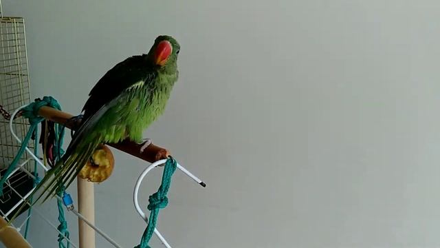 Дождь для попугая смотреть онлайн