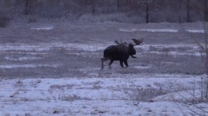 Лоси в снегопад на Чукотке