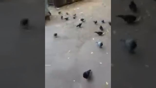 Страна Россия город Липецк улицы Семашко и Липовская Кортеж Кирилла Дмитриевича Белякова(2) смотреть онлайн