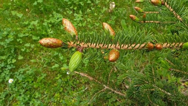 Picea torano polita smrk lesklý смотреть онлайн