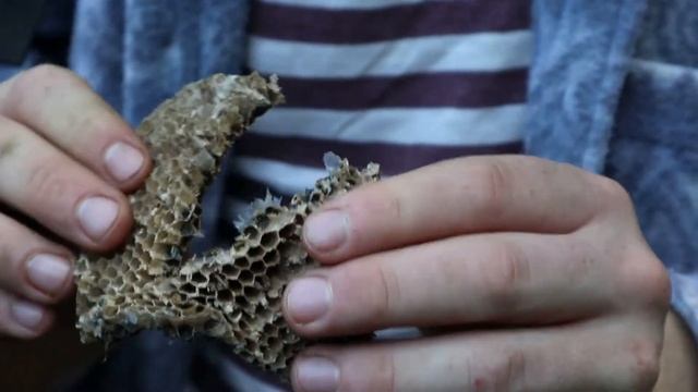 То-Сьо кулінарія. Лісові гриби. Рамен.