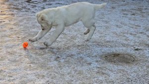 щенки алабая