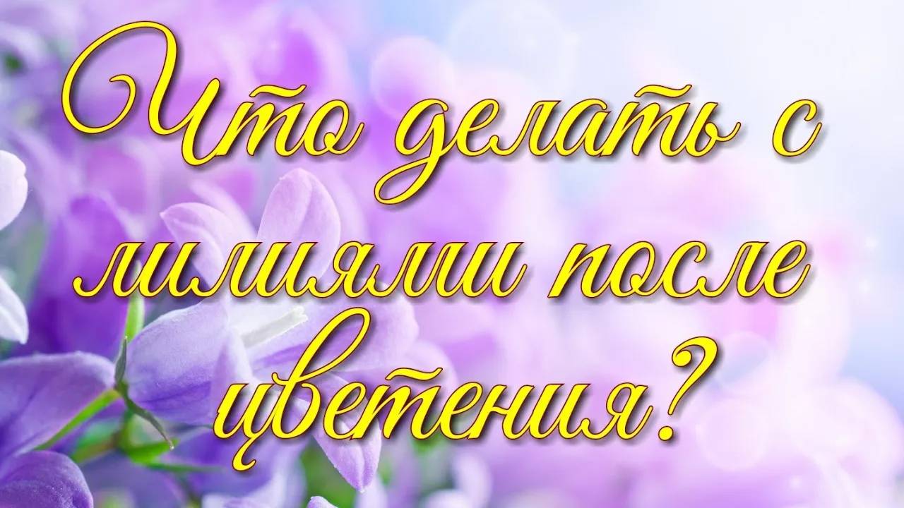 Что Делать с Лилиями После Цветения _ Elena Pero