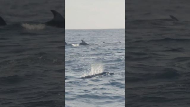 Surrounded by Dolphins | Galápagos Islands | Lindblad Expeditions