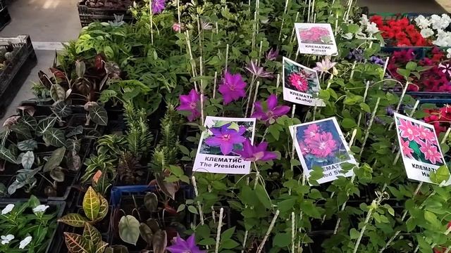 Цветочный рынок Краснодар 10 апреля 2024 г смотреть онлайн