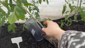 ТОМАТЫ все ВЫСАДИЛА! Что кладу в лунку, результат всегда радует!