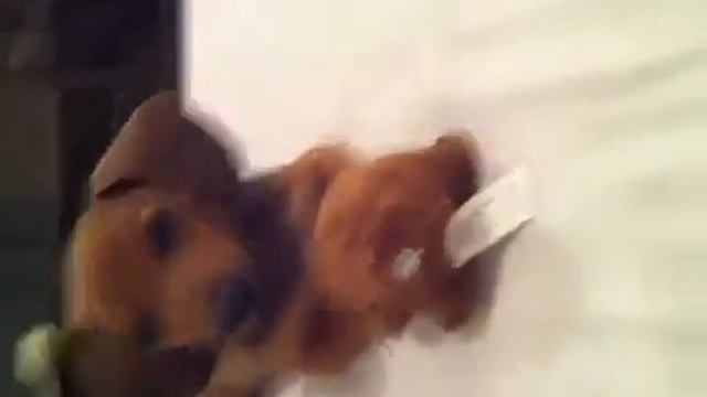 Paprika 01 смотреть онлайн