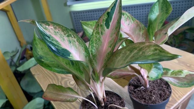 Обзор растений в магазине, наличие , цены👌Часть 1… смотреть онлайн