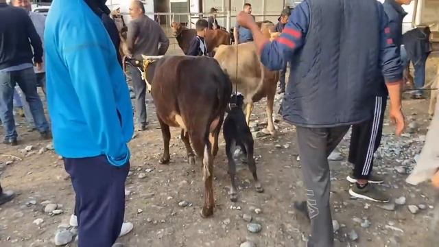 НАРХИ ГОВИ ШИРТЕ ГУСАЛАДОР ОЧАБАЧА МОЛИ МАХАЛЛИЙ МЕСНИ НАРХИ АРЗОН 1 май 2022 смотреть онлайн