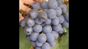 ВИНОГРАД ШАХТЁР