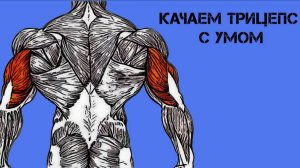Как накачать трицепс. Сделаем трицепс больше. Длинная головка трицепса Кикбек (kickback)