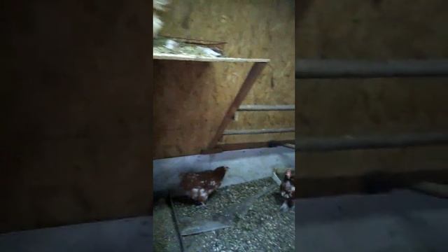 Куры ломон браун и друг смотреть онлайн