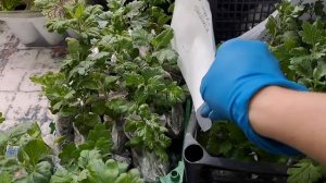 ПРОДОЛЖАЕТСЯ УПАКОВКА ПОСЫЛОК С ЧЕРЕНКАМИ ХРИЗАНТЕМЫ. ОБЗОР РАСТЕНИЙ ПЕРЕД ОТПРАВКОЙ.