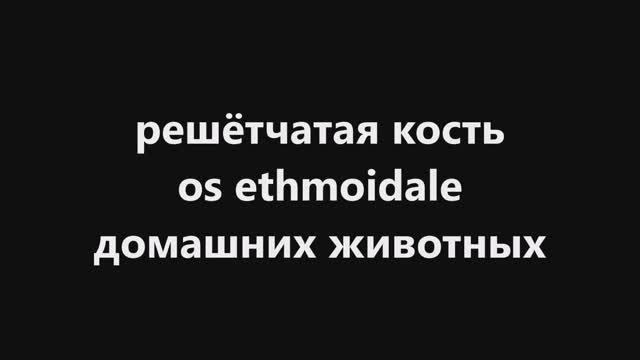 Решетчатая кость домашних животных на примере круп. рог. скота (КРС) #Анатомия #Животные #Медицина смотреть онлайн