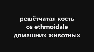 Решетчатая кость домашних животных на примере круп. рог. скота (КРС) #Анатомия #Животные #Медицина