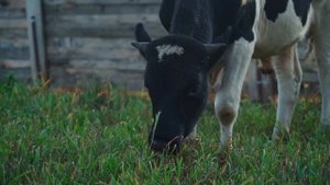 СТРОИМ ДОМ СВОЕЙ МЕЧТЫ ДАЛЕКО В ГЛУБИНКЕ | УТЕПЛЯЕМ СЕНИ | ВКУСНЕЙШИЙ КРЕСТЬЯНСКИЙ ЗАВТРАК