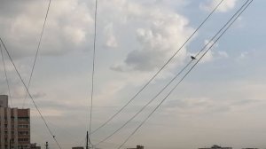 Дрозды устраивают облаву на ворон \ Thrushes wait to ambush hooded crows