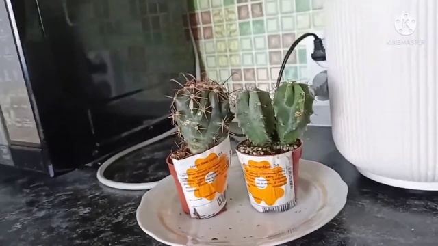 Готовлю салат,купила кактусы,тестирую коврик для выпечки из фикс прайса. смотреть онлайн