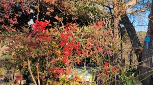 Вот уже и январь 2025. И Рождество! Пробы новой камеры и королевской бриоши