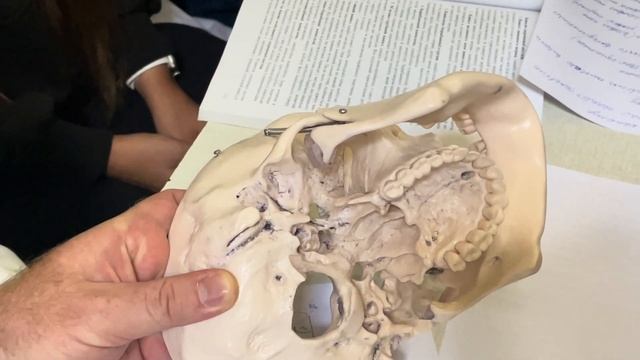 Скронева кістка, os temporale Практичне заняття 15 гр. 1 курс мед.факультет Частина 2 смотреть онлайн