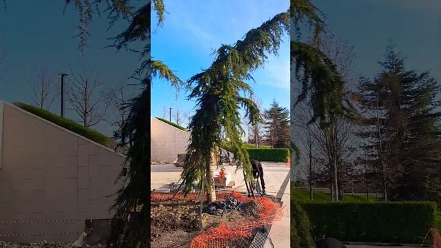 Зеленые обновления в Парке Галицкого