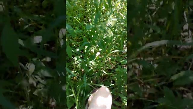 лазанья по деревьям и ищем клубнику смотреть онлайн