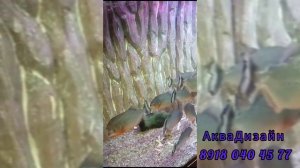 Аквариум с пираньями