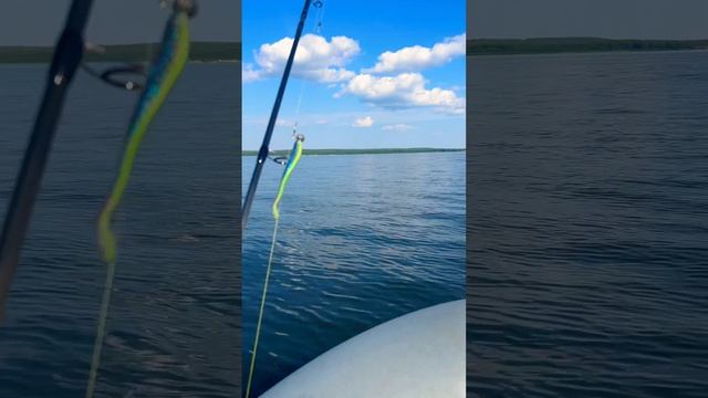 Иногда надо и приманки выгуливать 2024 beautiful озеро russia youtubeshorts boating