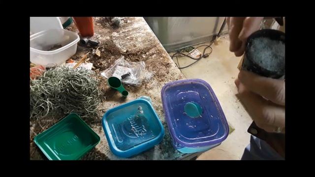 Sprouting lettuce seeds under water смотреть онлайн