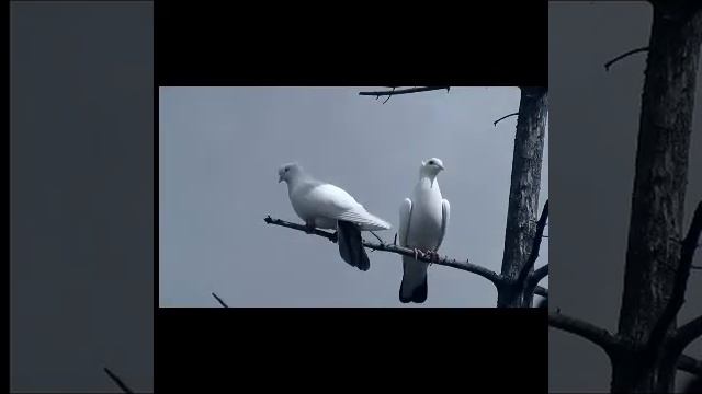 Ты Моя Навеки Настя! Сборная союза смотреть онлайн