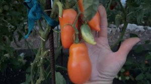ОЧЕНЬ УРОЖАЙНЫЕ И ВКУСНЫЕ ТОМАТЫ ЭТОГО СЕЗОНА! ОСТАВЛЯЮ В СВОЕЙ КОЛЛЕКЦИИ!