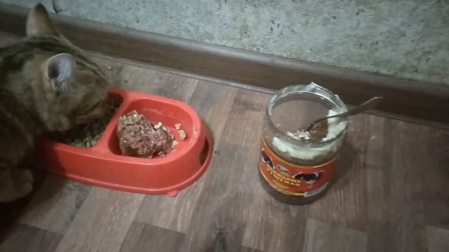 ✓ От этой ТУШЕНКИ отказался даже кот!!! смотреть онлайн