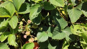 Собираем ягоду. 🍓🍓🍓