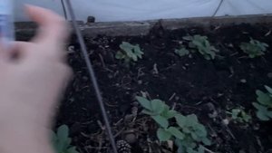 ВАЖНЫЕ И МОЩНЫЕ ПОДКОРМКИ ДЛЯ КЛУБНИКИ! ОБРАБОТКА ОТ ЗАБОЛЕВАНИЙ И ВРЕДИТЕЛЕЙ!