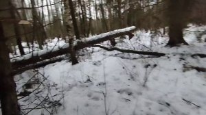 Проверил путик на куницу 2025 г.