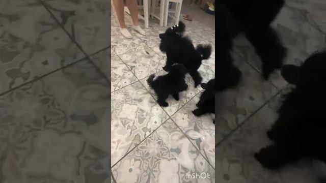 чёрный бумер