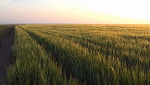 Как борьба с лесом на сельхозземлях провоцирует запустение земель в Нечерноземье