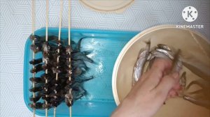 Вяленая мойва.