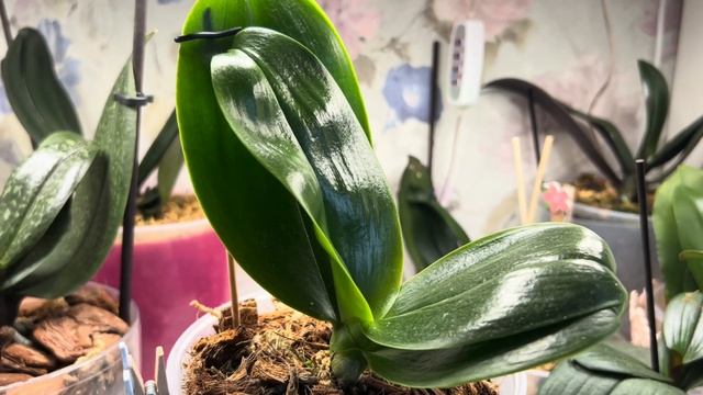 Часть 2 💛 БЕЗ СВЕТА обзор стеллажей и подоконников с #orchid 🪴ПРОДАЖА #орхидеи под ЧУЖИМИ фото 🤦♀️